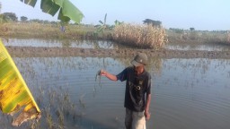 Diterjang Banjir Luapangan Sungai Kali Lamong, Beginilah Nasib Petani di Gresik