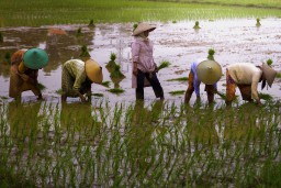 Waspada Peredaran Pupuk Ilegal, PG Bersama Petani Dukung Kebijakan Kementan