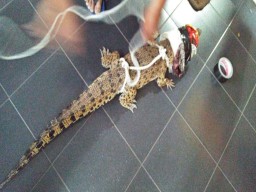 Polisi Ungkap Pemilik Buaya yang Jatuh di Atas Rumah Warga