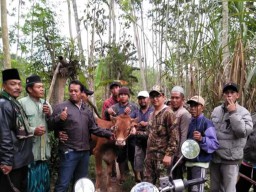 Di Lumajang Masih Marak Maling Sapi