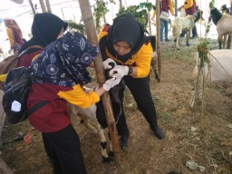 Tips Mencari Hewan Kurban yang Sehat