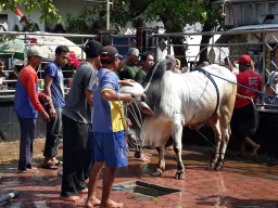 Desa Tunggul Lamongan Distribusikan 187 Hewan Kurban