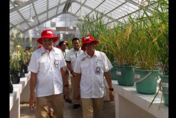 Produktivitas Panen Lebih Tinggi, Padi Hibrida Mulai Dikembangkan Petrokimia Gresik