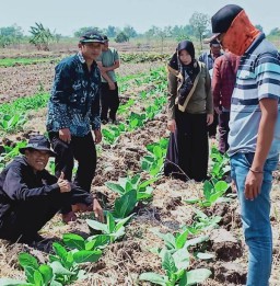 Melalui DBHCHT, Kabupaten Gresik Kembangkan 18 Hektar Tanaman Tembakau