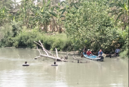 Diduga Akibat Pencemaran Lingkungan, Ikan di Kali Brantas Mati Massal