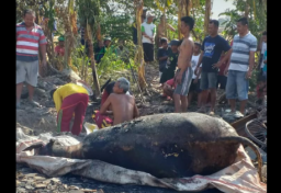 Kebakaran di Balongpanggang, Sejumlah Hewan Ternak Mati Terpanggang