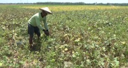 Panen Kacang Hijau di Bojonegoro Melimpah, Rp 12 Ribu/Kg