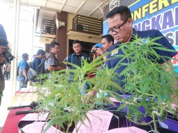 Tanam Ganja, Arek Bungurasih Digerebek Polisi