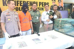 Penjual Satwa Masih Buron, Satu Tersangka Lain Ditangkap Karena Kepemilikan Burung Merak Hijau di Rumah Mertua