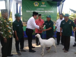 Berdayakan Masyarakat Kurang Mampu, Baznas Gelontorkan Program Balai Ternak