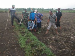 Basmi Hama Tikus, Petani di Lamongan Uji Coba Sebarkan Racun