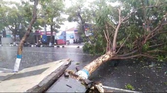 Hujan Disertai Angin Kencang Landa Lamongan, Delapan Pohon Tumbang