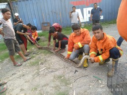 Ular Piton 4 Meter Nyasar ke Pabrik