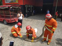 Makan Kucing Dekat Bengkel, Ular Piton Gegerkan Warga Duduksampeyan