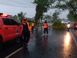 Angin Kencang, Pohon Tumbang Nyaris Menimpa Pengguna Jalan