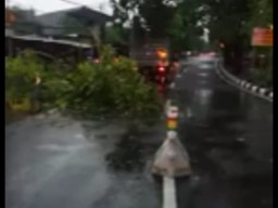 Hujan Campur Angin, Pohon di Sejumlah Daerah Bertumbangan hingga Listrik Padam