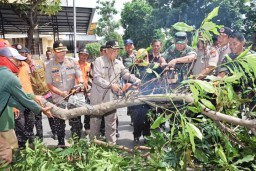 Pohon Rawan Tumbang di Lamongan Dipotong