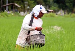 Subsidi Pupuk di Bojonegoro Dikurangi, Petani Mengeluh