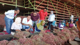 Perkuat Produksi Nasional, PG Panen Bawang di Brebes