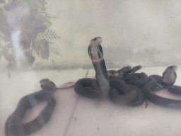 Enam Ular Cobra Teror Warga Gresik