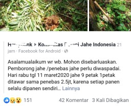 Viral! Tanaman Jahe Siap Panen di Ngawi Raib