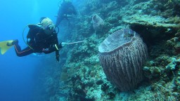 Siasati Bisnis Lesu Akibat Corona, Jasa Wisata Selam Tawarkan Belajar Online