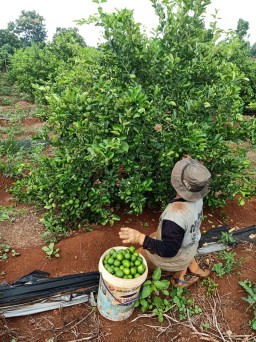 Petani Jeruk Gresik Panen, Namun Penjualan Turun