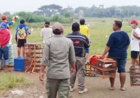 Marak Virus Corona, Malah Kumpul Adu Merpati