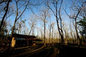 Pamit Cari Burung, Kakek Tewas di Pinggir Hutan