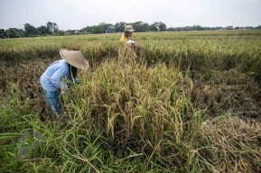 Nilai Tukar Petani Jatim Pada Maret Turun 1,64 Persen