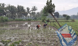 Sejak Februari, Harga Pupuk Urea Tembus Rp 250 Ribu