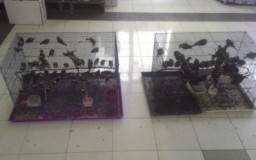 Penyelundupan 223 Ekor Burung Langka Digagalkan