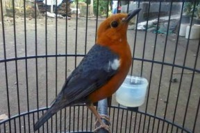 Upaya Penyelundupan Burung Punglor Asal NTT Berhasil Digagalkan