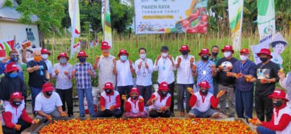 Produktivitas Tomat di Gorontalo Didongkrak Hingga 60 Persen