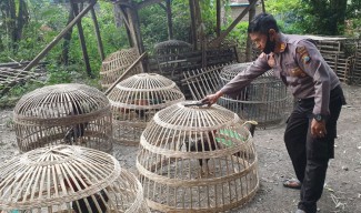 Polisi Datang, Pejudi Sabung Ayam Jombang Semburat Kabur