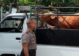Pencuri Sapi Terjaring Razia Check Poin Covid