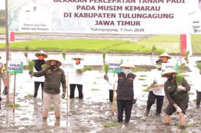 Lima Kabupaten Ini Sebagai Percepatan Musim Tanam Padi di Jatim