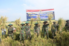 Lantamal V Surabaya Panen Padi Ciherang di Komplek TNI AL Kenjeran