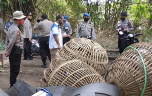 Arena Sabung Ayam Sidoarjo Diobrak Polisi
