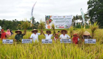 Produksi Beras Hingga Akhir Tahun Diperkirakan Masih Surplus