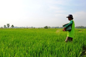 Petani Jember Khawatirkan Kelangkaan Pupuk Bersubsidi