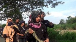 Tangkal Serangan Hama, Warga Kediri Lepas Ratusan Hewan Liar di Sawah