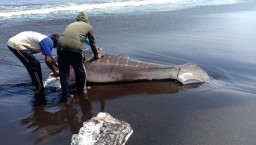 Hiu Tutul Seberat 1 Ton Terperangkap Jaring Nelayan Jember
