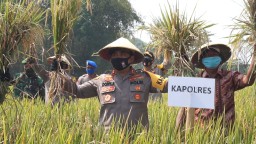 Kampung Tangguh Mojokerto Hasilkan Gabah 7,4 Ton