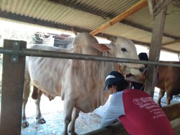 Berawal dari Gresik, 1.247 Ekor Sapi di Jatim Tertular Penyakit Kuku dan Mulut