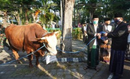 Cak Nur Serahkan Sapi Kurban 1,36 Ton di Masjid Agung Sidoarjo