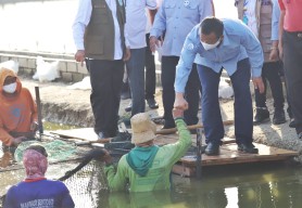 Kementerian KKP Dorong Budidaya Ikan Kerapu di Lamongan