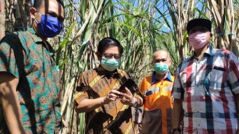 PTPN XI Pastikan Bahan Baku Tebu Musim Giling Cukup