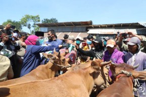 Datangi Sentra Ternak Bangkalan, Khofifah Ingin Pastikan Ketersediaan