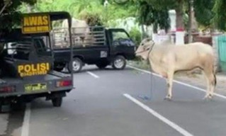 Diseruduk Sapi Liar, Polisi Blitar Tembak Leher Sapi dan Langsung Disembelih
